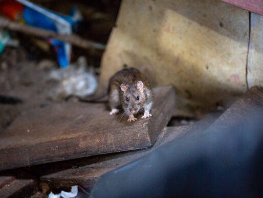 New York City Fights Rat Infestation, Asks Residents to Take Out Their Trash Later